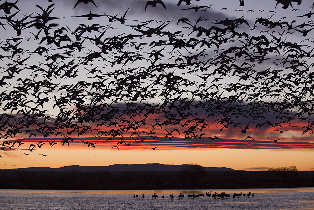 Lesser snow geese (Chen caerulescens caerulescens) in flight at sunrise, greater sandhill cranes (Grus canadensis tabida) in water, Bosque del Apache National Wildlife Refuge, New Mexico, United States of America, North America