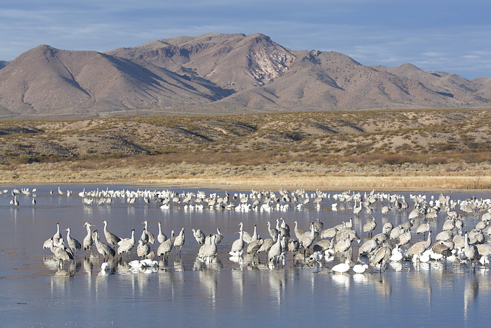 Greater sandhill cranes (Grus canadensis tabida) gray in color, and lesser snow geese (Chen caerulescens caerulescens) white in color, Bosque del Apache National Wildlife Refuge, New Mexico, United States of America, North America