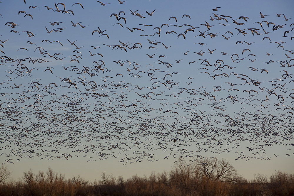 Lesser snow geese (Chen caerulescens caerulescens), Bosque del Apache National Wildlife Refuge, New Mexico, United States of America, North America