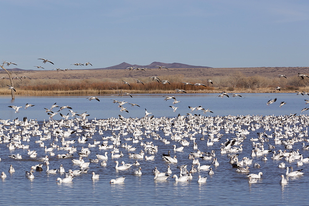 Lesser snow geese (Chen caerulescens caerulescens), Bosque del Apache National Wildlife Refuge, New Mexico, United States of America, North America