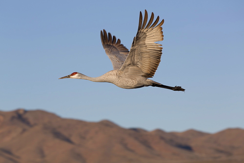 Greater sandhill crane (Grus canadensis tabida), Bosque del Apache National Wildlife Refuge, New Mexico, United States of America, North America