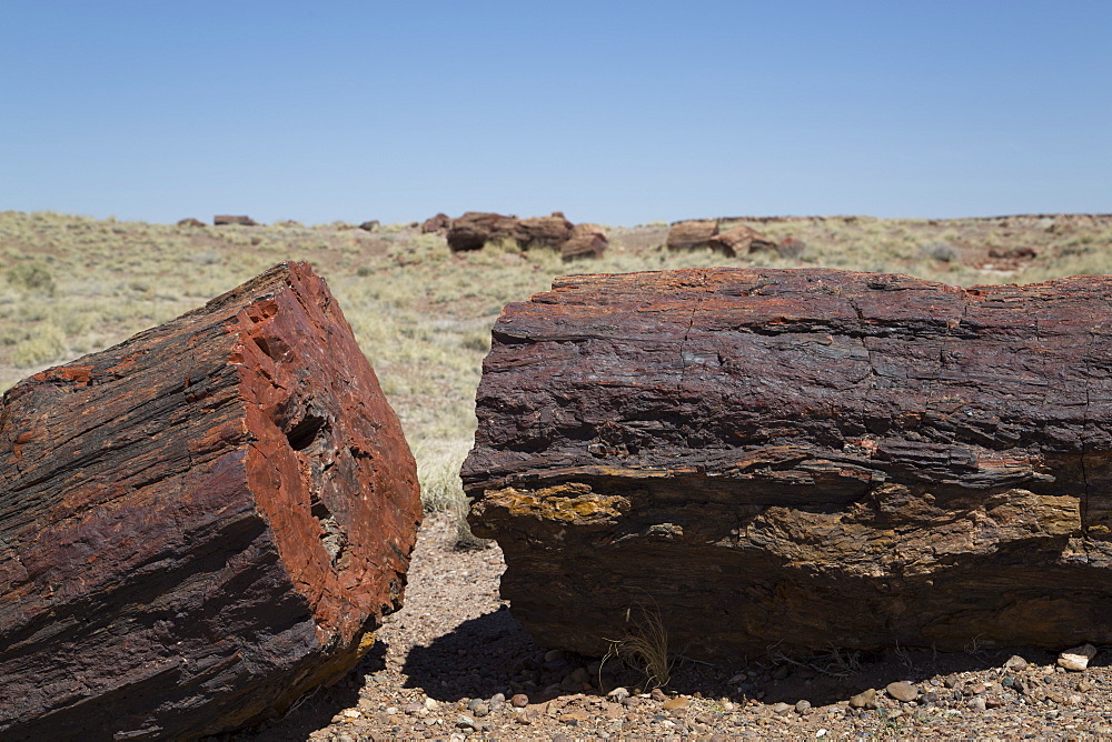 Petrified logs from the late Triassic period, 225 million years ago, Long Logs Trail, Petrified Forest National Park, Arizona, United States of America, North America