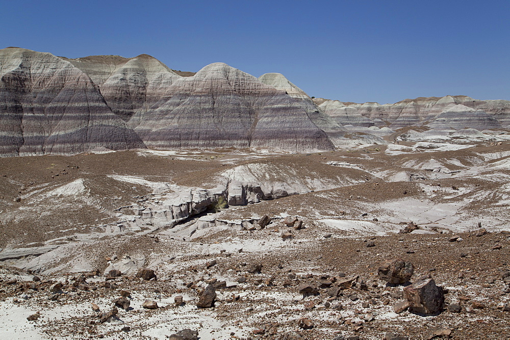 Sedimentary layers of bluish bentonite clay with petrified wood, Blue Mesa Trail, Blue Mesa, Petrified Forest National Park, Arizona, United States of America, North America