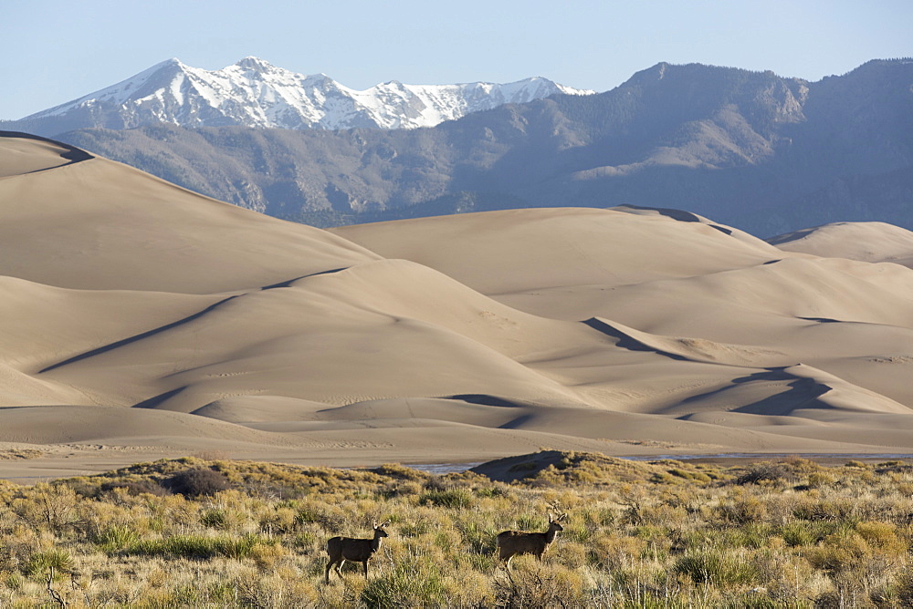 North American elk (Cervus Elaphus) and sand dunes, Great Sand Dunes National Park and Preserve, Sangre Cristo Mountains in background, Colorado, United States of America, North America