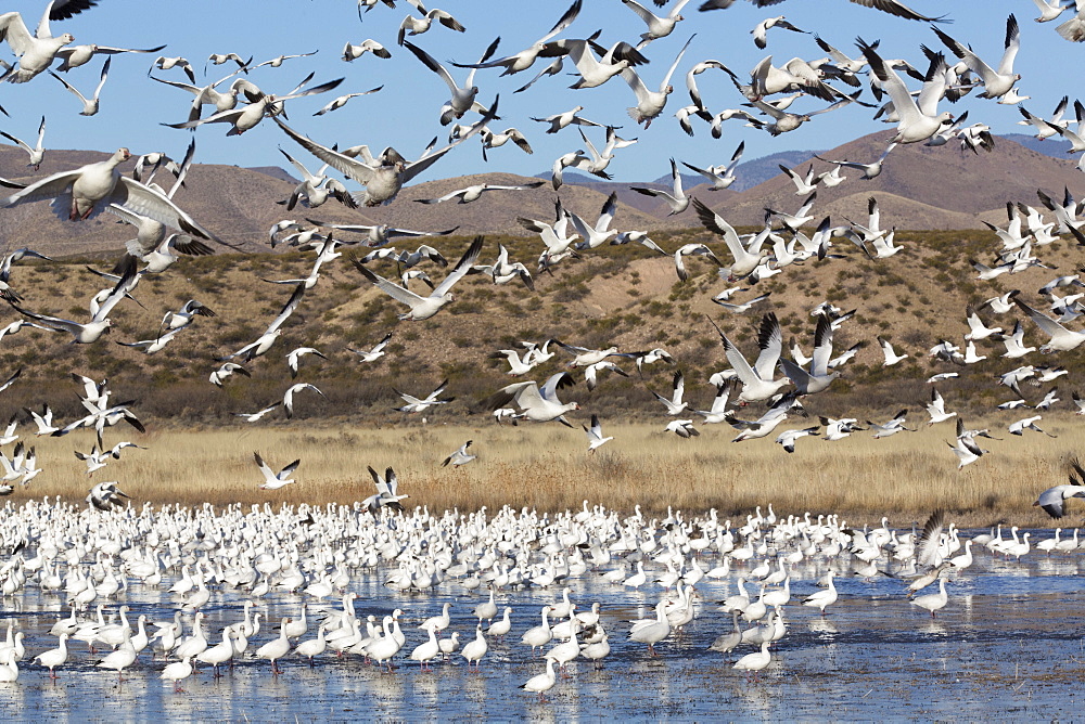 Lesser Snow Geese (Chen C. caerulescens), Bosque del Apache National Wildlife Refuge, New Mexico, United States of America, North America