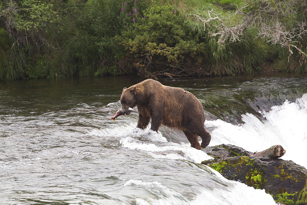 Grizzly bear (Ursus Arctos), Brooks Falls, Katmai National Park, Alaska, United States of America, North America