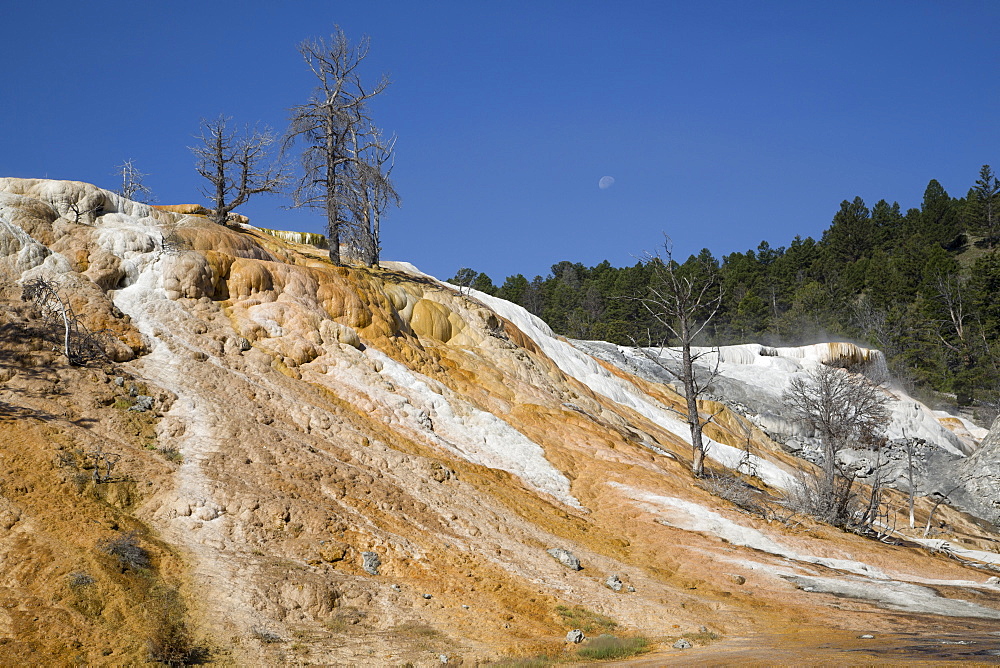 Mammoth Hot Springs, Yellowstone National Park, UNESCO World Heritage Site, Wyoming, United States of America, North America