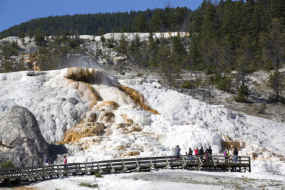 Mammoth Hot Springs, Yellowstone National Park, UNESCO World Heritage Site, Wyoming, United States of America, North America