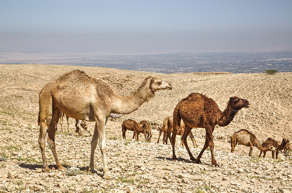 Camels near the Dead Sea, Jordan, Middle East