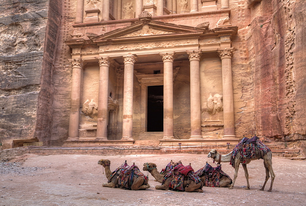 Camels in front of the Treasury, Petra, UNESCO World Heritage Site, Jordan, Middle East