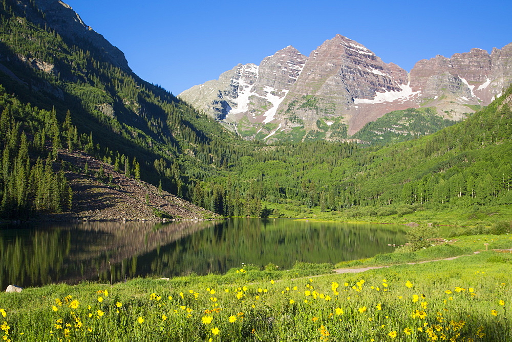 Alpine sunflowers (Hymennoxys grandiflora), Maroon Lake, Maroon Bells Peaks in background, Maroon Bells Scenic Area, Colorado, United States of America, North America