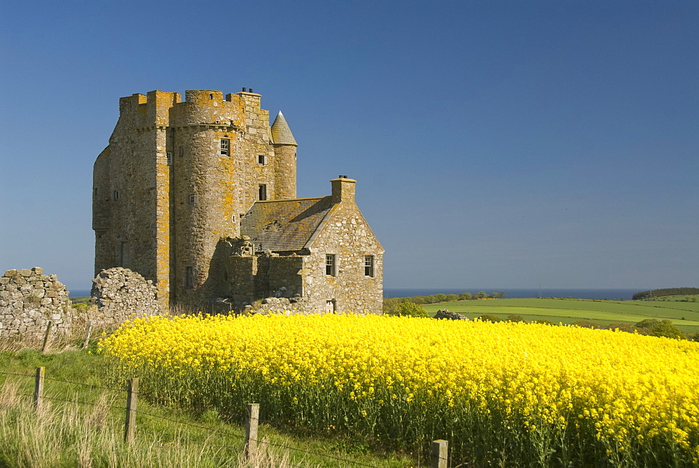 Abandoned castle in a field of rapeseed, near Banff, Scotland, United Kingdom, Europe