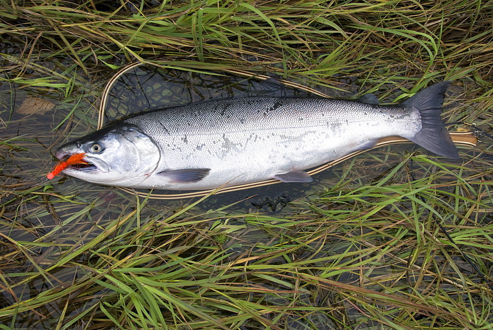 Silver (Coho) salmon (Oncorhynchus Kisutch) with fly in the mouth, Coghill Lake, Alaska, United States of America, North America