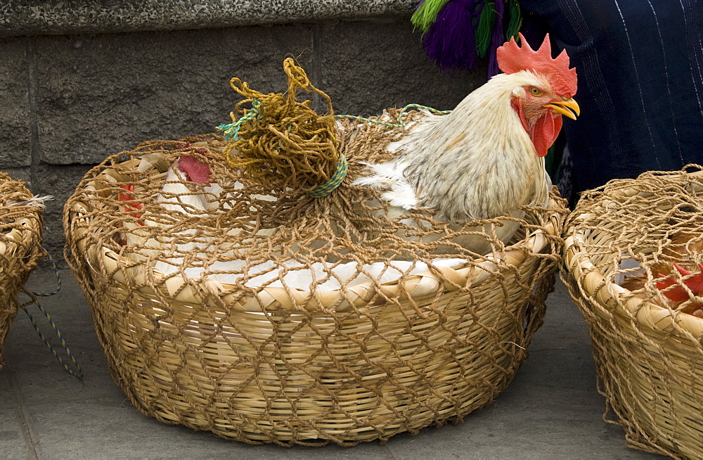 Chickens for sale at the Friday market in the village of Solola, near Lake Atitlan, Guatemala, Central America