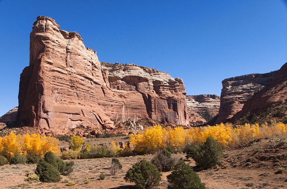 Canyon de Chelly National Monument, Canyon del Muerto in Fall Colors, Arizona, United States of America, North America