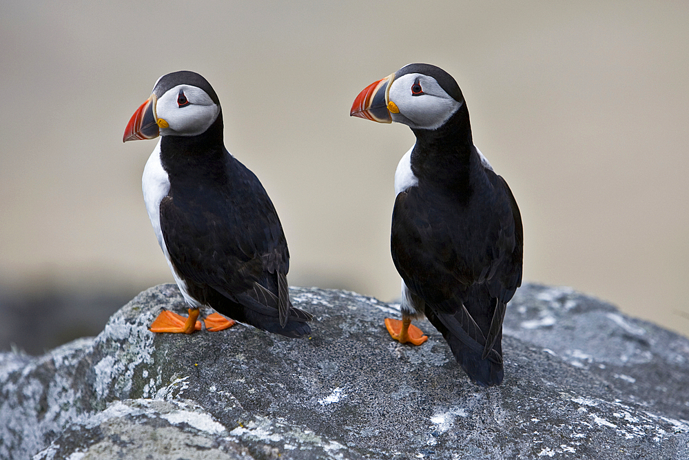 Puffins, Mingulay, Outer Hebrides, Scotland, United Kingdom, Europe