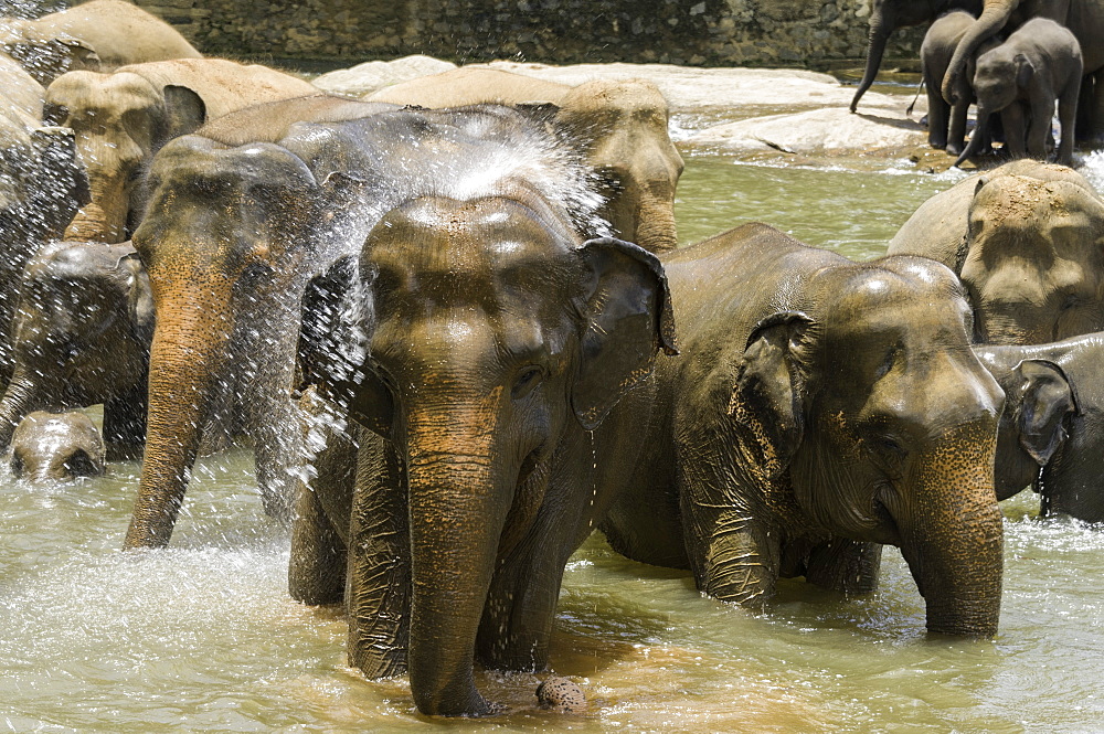 Elephants bathing in the river at the Pinnewala Elephant Orphanage, Sri Lanka, Asia