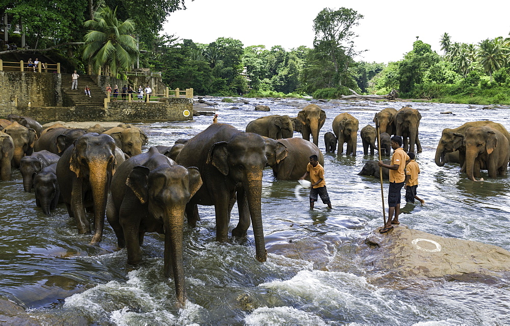 Elephants bathing in the river at the Pinnewala Elephant Orphanage, Sri Lanka, Asia