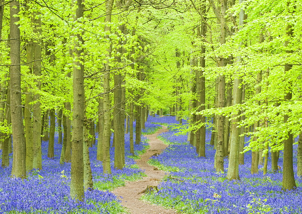 Spring bluebells in beech woodland, Dockey Woods, Buckinghamshire, England, United Kingdom, Europe