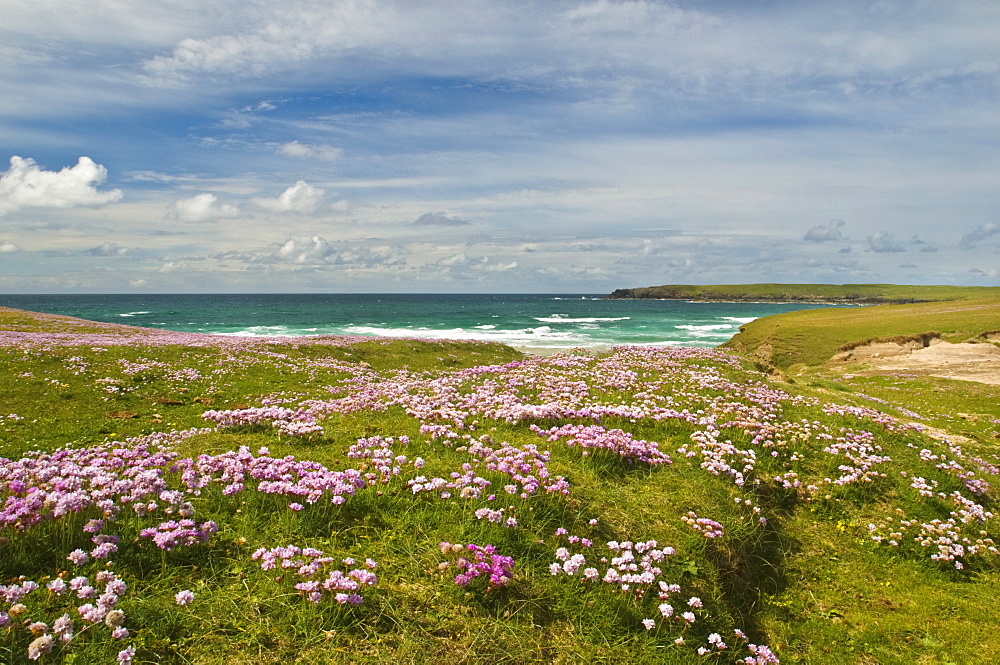 Wild flowers and coastline, Isle of Lewis, Outer Hebrides, Sotland, United Kingdom, Europe