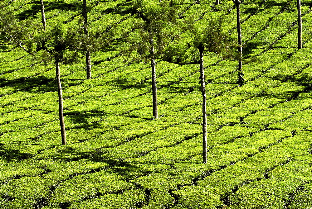 Tea Plantations, Devikulam, near Munnar, India, Asia