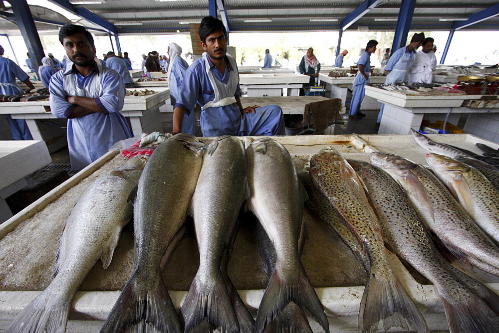 Fish market in Deira, Dubai, United Arab Emirates, Middle East