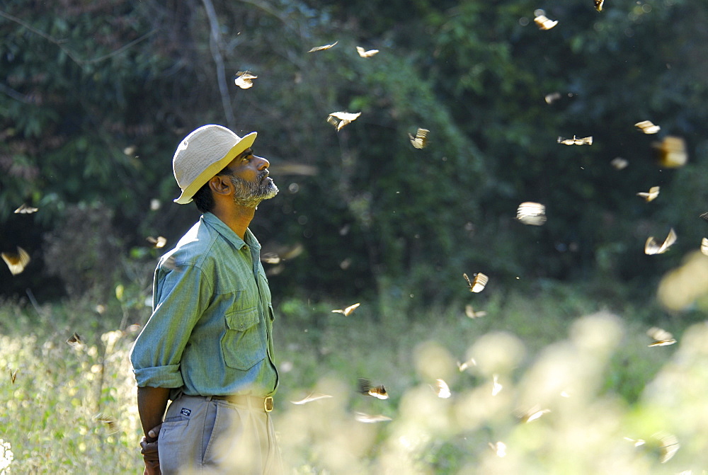 Migration of butterflies, Chimmini Sactuary, Thrissur, Kerala, India, Asia