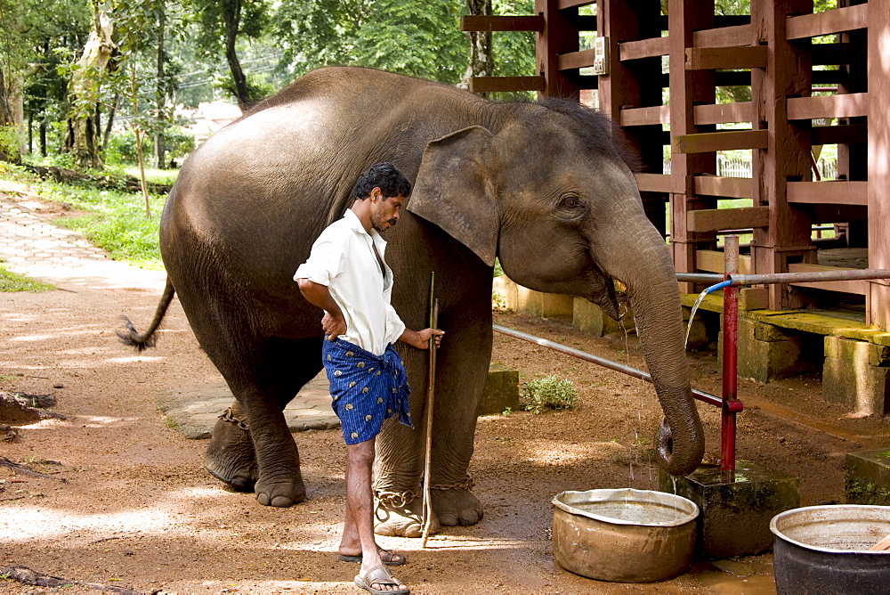 Elephant camp, Konni, Kerala, India, Asia