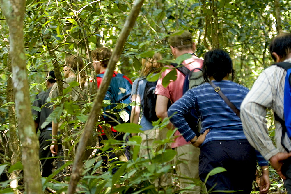 Trekking through the forest, Thekkady, Kerala, India, Asia