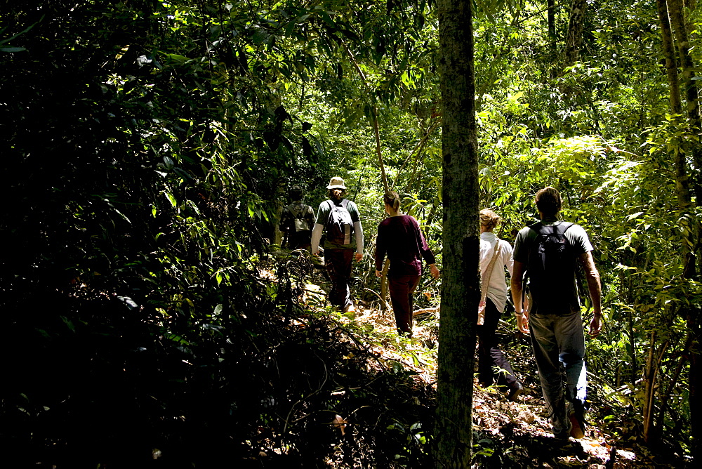 Trekking through the forest, Thekkady, Kerala, India, Asia