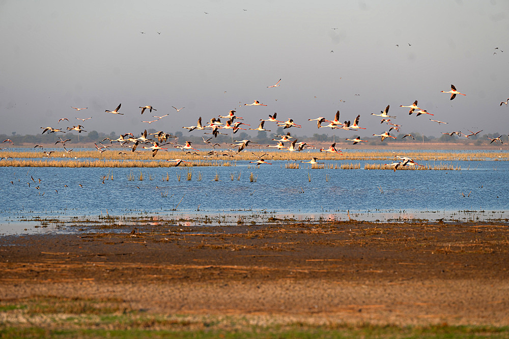 Flamingos flying above the salt water of the marshes in the Little Rann of Kutch, home to the Indian Wild Ass and many species of migratory wild birds.