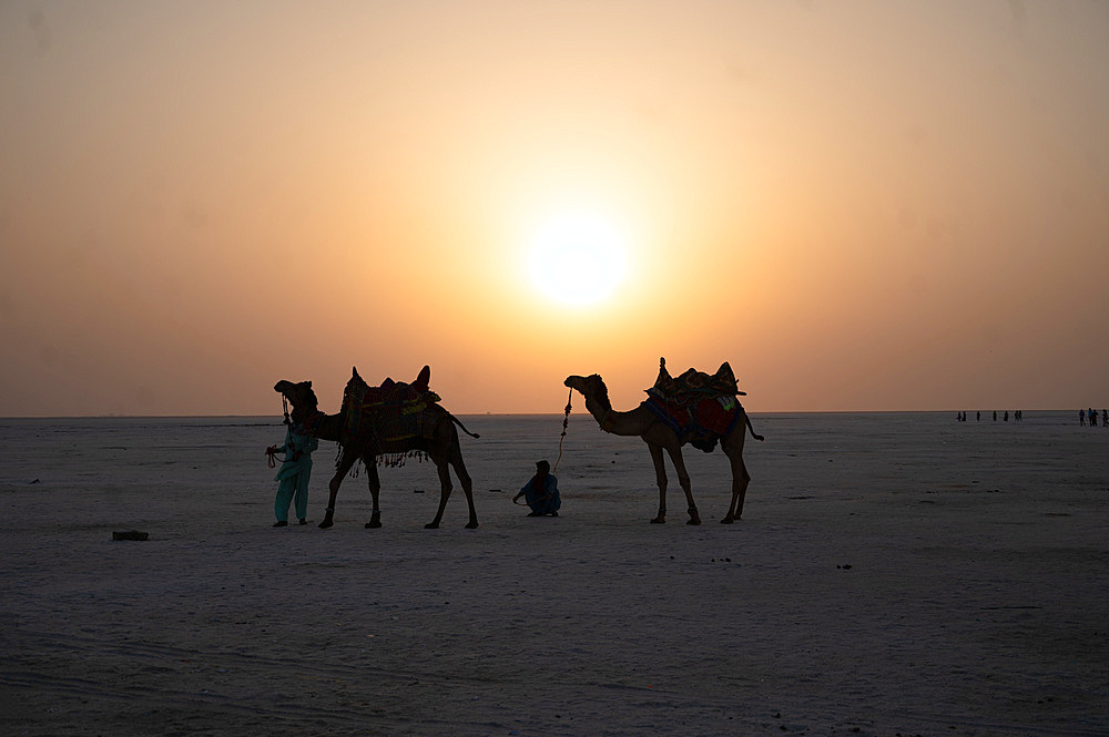 Camels with their mahouts waiting to take guests on romantic sunset safaris in the White Desert area of Kachchh