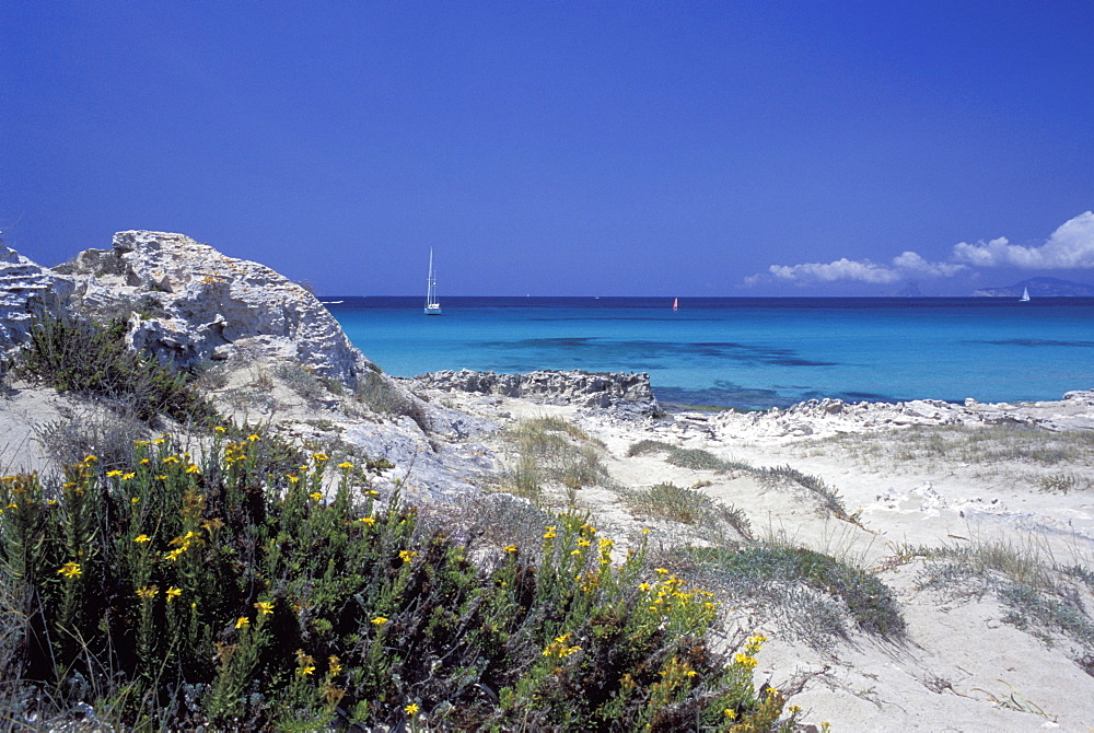 Yellow flowers on the beach, Formentera, Balearic Islands, Spain, Mediterranean, Europe