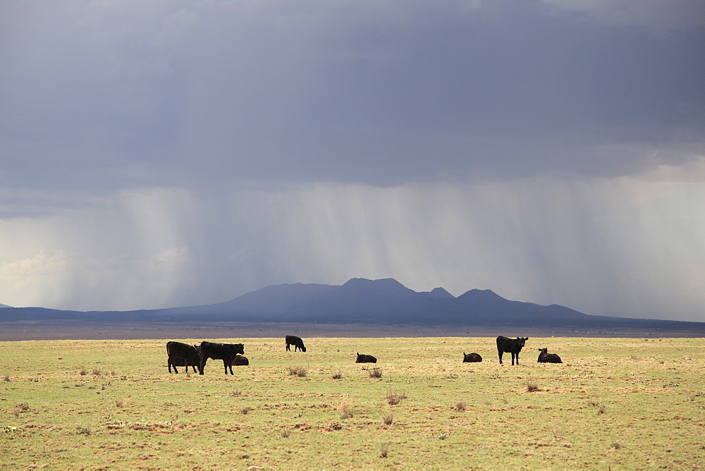 Cattle on ranch, thunder storm clouds, Santa Fe County, New Mexico, United States of America, North America