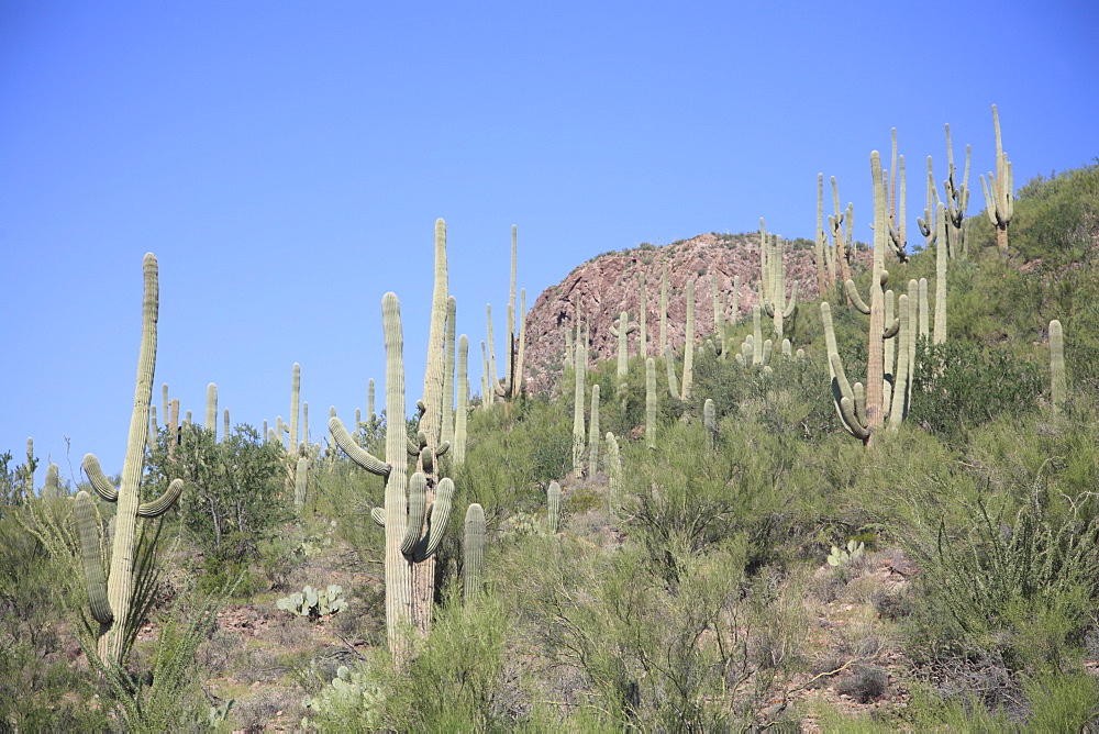 Saguaro cacti, Saguaro National Park, Tuscon Mountain District west unit, Tucson, Arizona, United States of America, North America