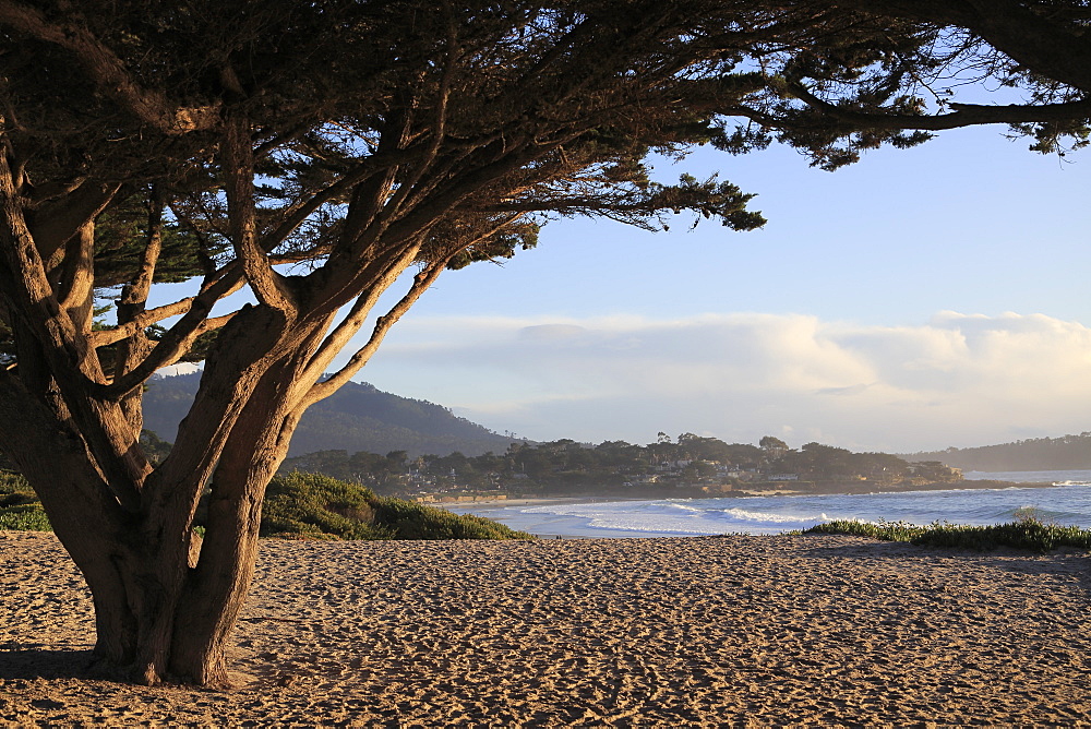 Beach, Carmel by the Sea, Monterey Cypress (Cupressus Macrocarpa) tree, Monterey Peninsula, Pacific Ocean, California, United States of America, North America