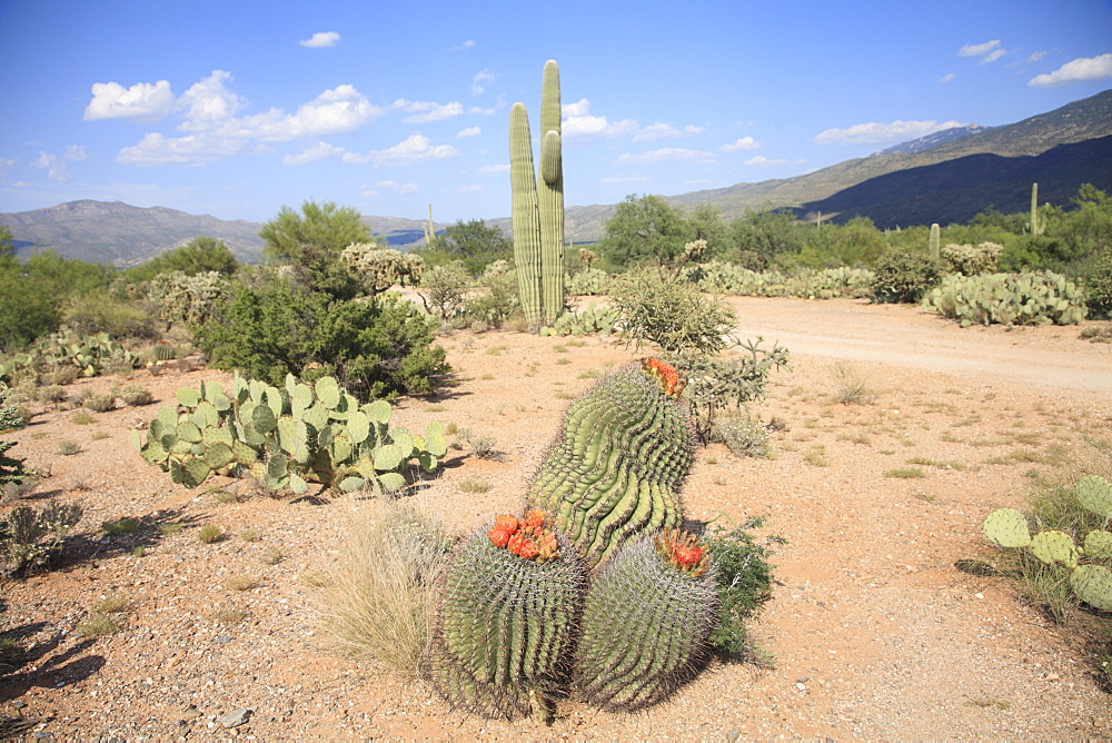 Saguaro cacti and barrel cacti in bloom, Saguaro National Park, Rincon Mountain District, Tucson, Arizona, United States of America, North America