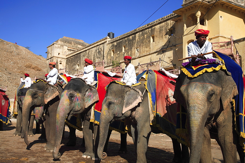 Mahouts and elephants, Amber Fort Palace, Jaipur, Rajasthan, India, Asia