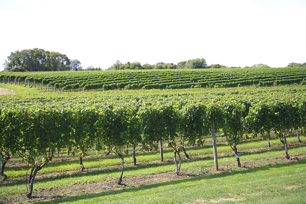 Vineyard of Winery, The Hamptons, Long Island, New York,  United States of America, North America