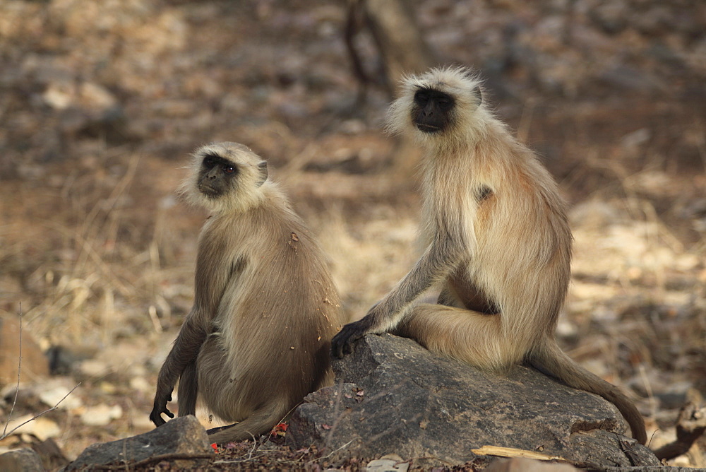 Langur monkeys, (Semnopithecus entellus), Ranthambore National Park, Rajasthan, India, Asia