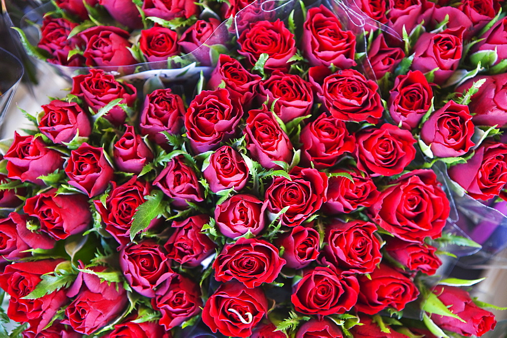 Roses on display in the Bloemenmarkt (flower market), Amsterdam, Netherlands, Europe