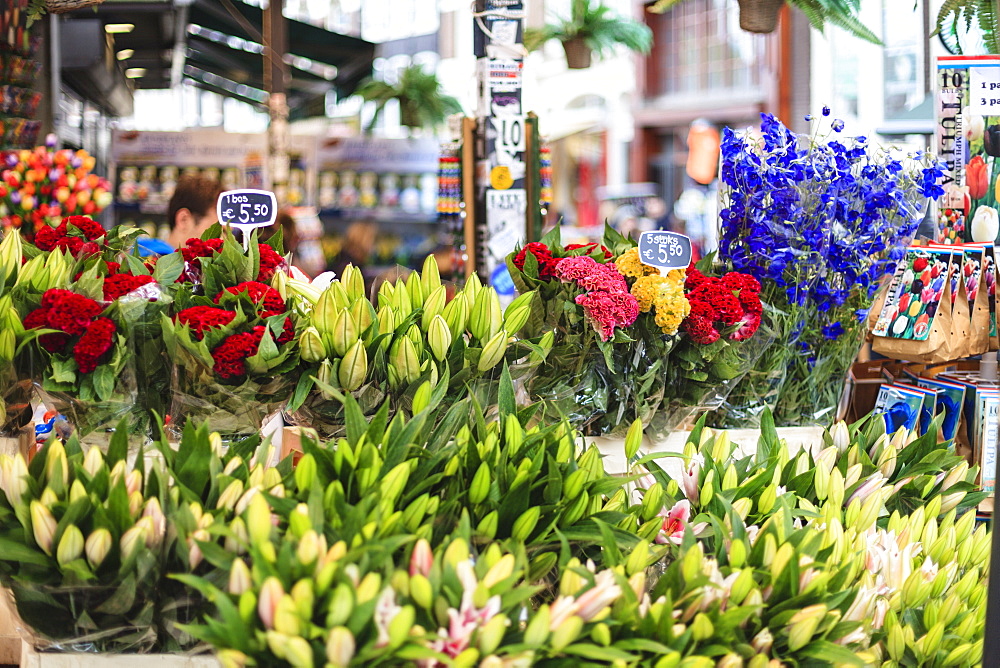 Flowers for sale in the Bloemenmarkt, the floating flower market, Amsterdam, Netherlands, Europe