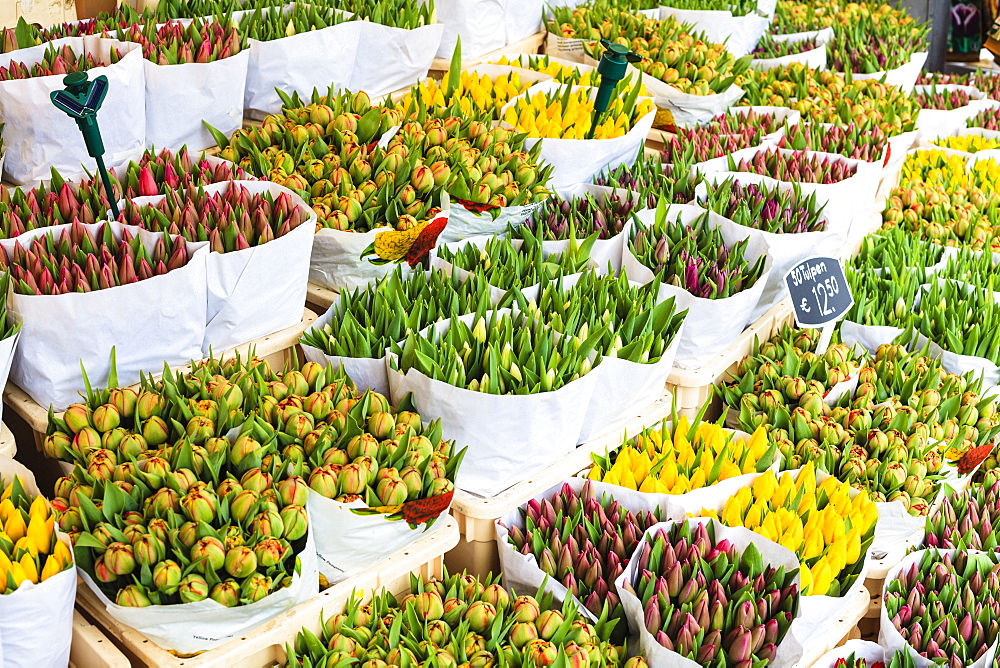 Tulips for sale in the Bloemenmarkt, the floating flower market, Amsterdam, Netherlands, Europe