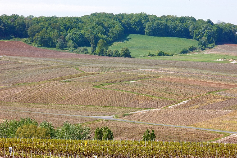 Champagne vineyard, Marne, France, Europe