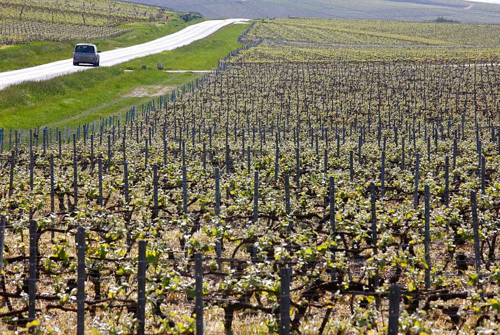 Champagne vineyard, Hautvilliers, Marne, France, Europe