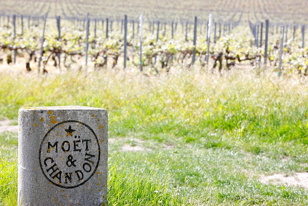 Moet et Chandon Champagne vineyard, Hautvilliers, Marne, France, Europe