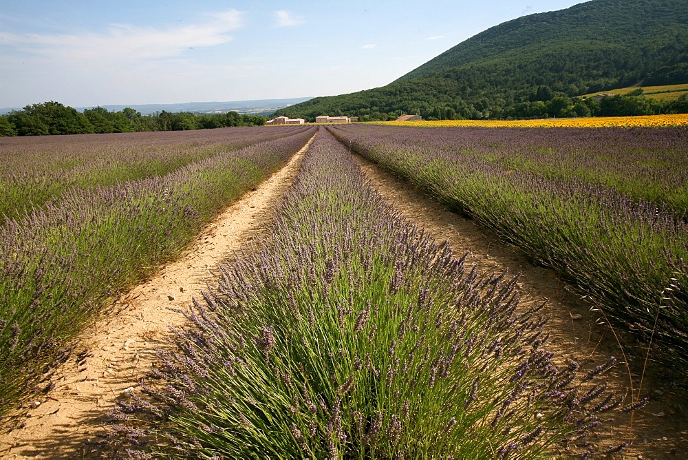 Lavender field, Drome, France, Europe