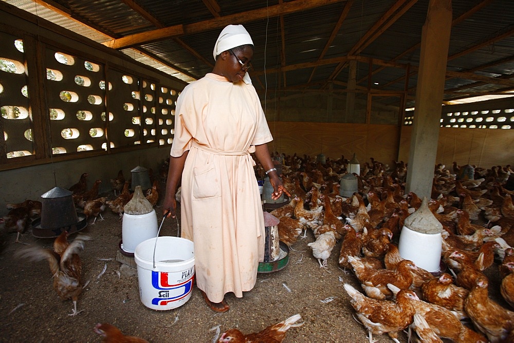 Poultry breeding at Akepe Catholic Monastery, Akepe, Togo, West Africa, Africa