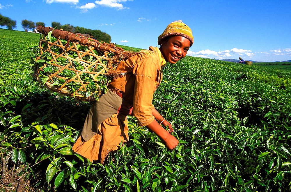 Tea harvest on Sahambavy estate near Fianarantsoa, Madagascar, Africa