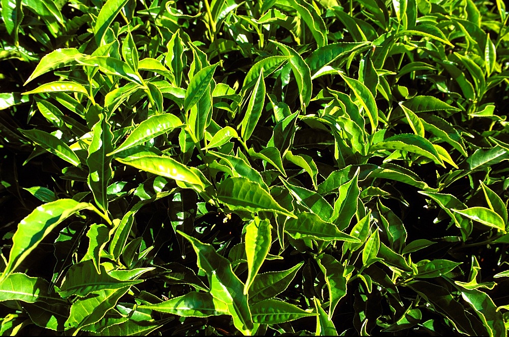 Tea bushes on Sahambavy estate near Fianarantsoa, Madagascar, Africa